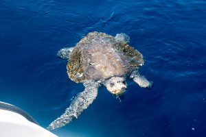 Here we have Crush, the sea turtle, giving Waponi Woo some fin.